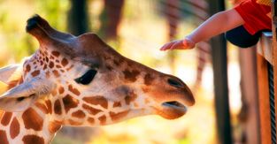 Поход в зоопарк – обязательная программа в воспитании ребенка